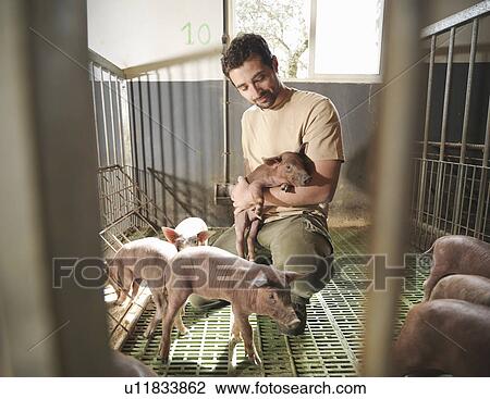 Man in pig pen holding a piglet View Large Photo Image Stock Image - Man in pig pen holding a piglet. Fotosearch