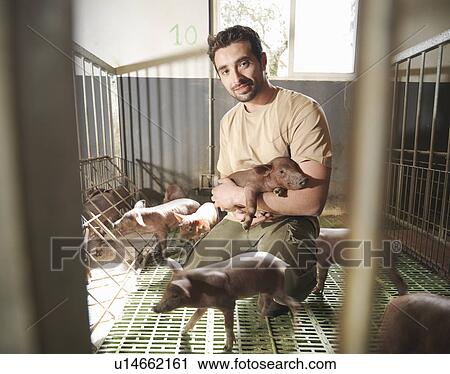 Man in pig pen holding piglet View Large Photo Image Stock Image - Man in pig pen holding piglet. Fotosearch