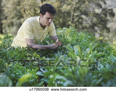 Man inspecting plant leaves View Large Photo Image Stock Photo - Man inspecting plant leaves. Fotosearch