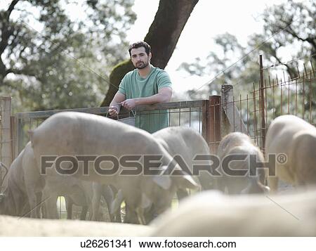 Man on farm feeding pigs View Large Photo Image Stock Image - Man on farm feeding pigs. Fotosearch