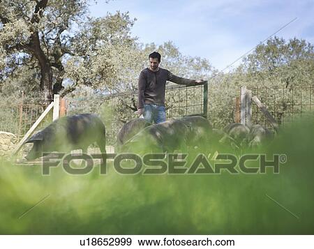 Man on farm opening gate for pigs View Large Photo Image Stock Photo - Man on farm opening gate for pigs. Fotosearch