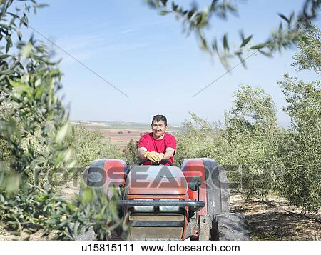 Man on tractor in olive grove View Large Photo Image Stock Image - Man on tractor in olive grove. Fotosearch