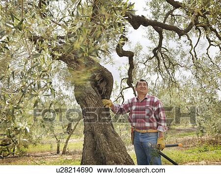 Stock Image - Man pausing while pruning olive branches. Fotosearch