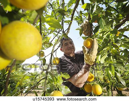 Man picking oranges View Large Photo Image Stock Image - Man picking oranges. Fotosearch