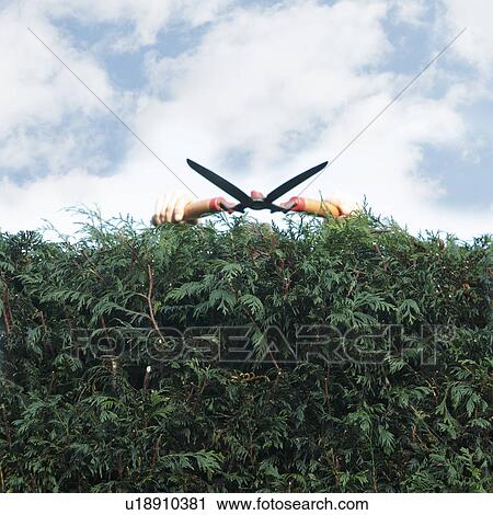 Stock Image - Man pruning hedges. Fotosearch