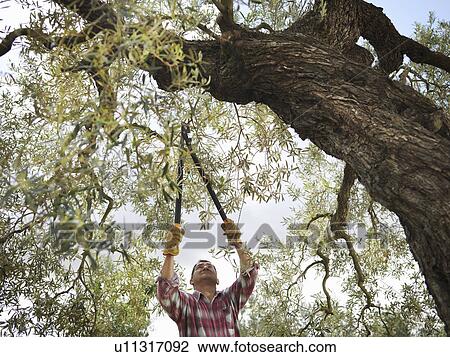 Man pruning olive tree View Large Photo Image Stock Image - Man pruning olive tree. Fotosearch