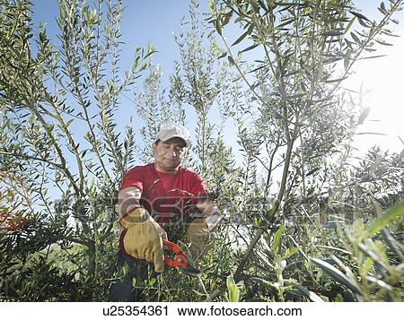 Stock Image - Man pruning olive trees. Fotosearch