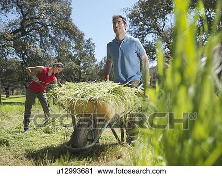 Man pushing wheelbarrow full of ha View Large Photo Image Stock Image - Man pushing wheelbarrow full of ha. Fotosearch