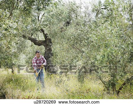 Man raking in olive grove View Large Photo Image Stock Photo - Man raking in olive grove. Fotosearch