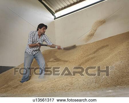 Man shoveling grain in barn View Large Photo Image Stock Photo - Man shoveling grain in barn. Fotosearch