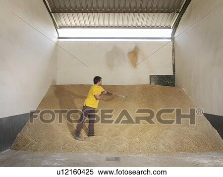 Man shoveling grain in barn View Large Photo Image Stock Photography - Man shoveling grain in barn. Fotosearch
