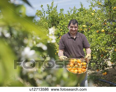 Stock Photograph - Man showing basket full of oranges. Fotosearch