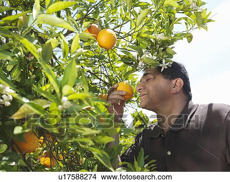 Man sniffing orange from tree View Large Photo Image Picture - Man sniffing orange from tree. Fotosearch