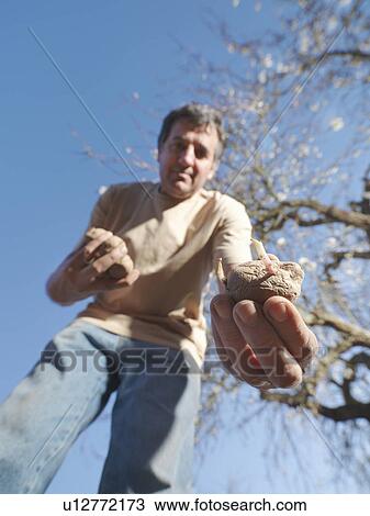 Man sowing potatoes View Large Photo Image Stock Image - Man sowing potatoes. Fotosearch