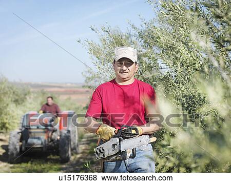 Stock Photo - Man with chain saw in olive grove. Fotosearch