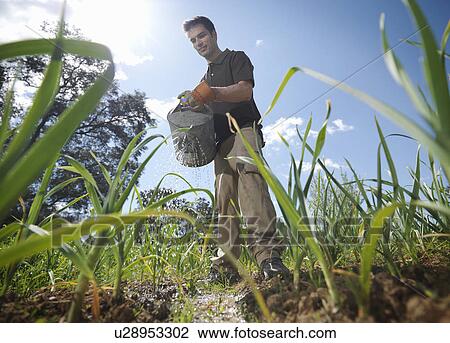 Man with watering can in garlic field View Large Photo Image Stock Image - Man with watering can in garlic field. Fotosearch