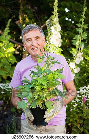 Stock Photograph - mature man holding plant.. Fotosearch