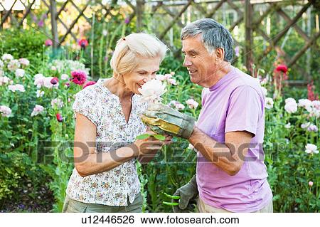 mature man offers rose to mature woman. View Large Photo Image Stock Photograph - mature man offers rose to mature woman.. Fotosearch