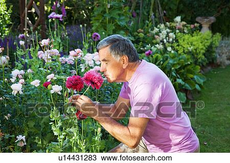Stock Image - mature man smells flower.. Fotosearch