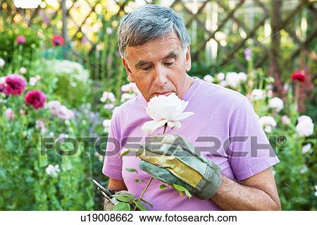 Stock Image - mature man smells rose.. Fotosearch