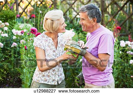 mature woman is offered a rose. View Large Photo Image Stock Photo - mature woman is offered a rose.. Fotosearch