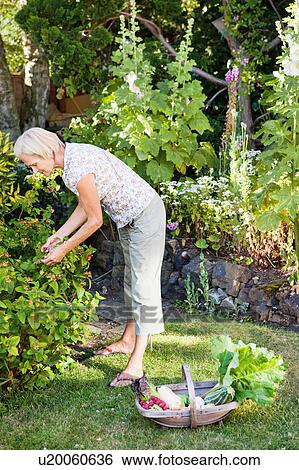 mature woman picking raspberries View Large Photo Image Stock Photograph - mature woman picking raspberries. Fotosearch