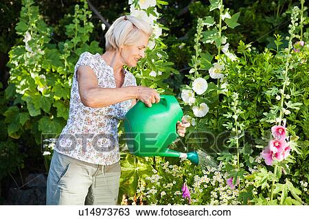 mature woman watering plants in garden. View Large Photo Image Stock Image - mature woman watering plants in garden.. Fotosearch