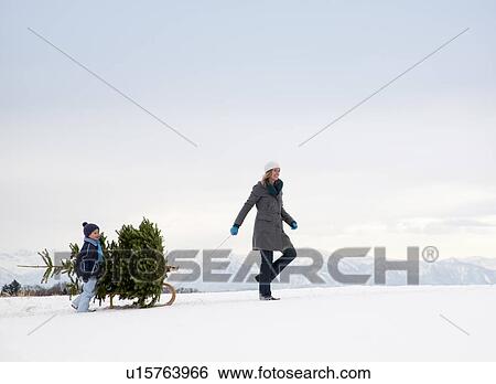 Stock Photograph - Mother and son carrying christmas tree. Fotosearch