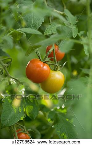 Organic farming View Large Photo Image Picture - Organic farming. Fotosearch