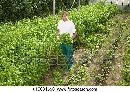 Stock Image - Organic farming. Fotosearch