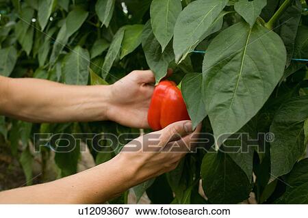 Organic farming View Large Photo Image Stock Photo - Organic farming. Fotosearch