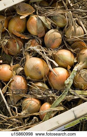 Stock Photo - Organic farming. Fotosearch
