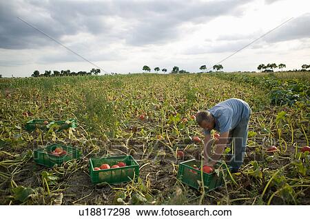 Stock Photo - Organic farming. Fotosearch