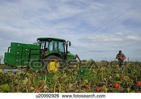 Organic farming View Large Photo Image Stock Photograph - Organic farming. Fotosearch