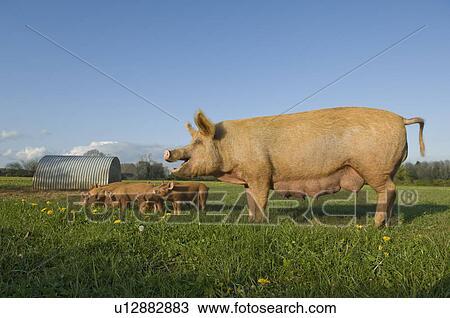 Pig in field View Large Photo Image Stock Image - Pig in field. Fotosearch
