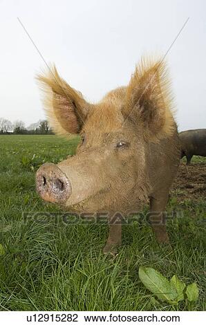 Pig in field View Large Photo Image Stock Image - Pig in field. Fotosearch