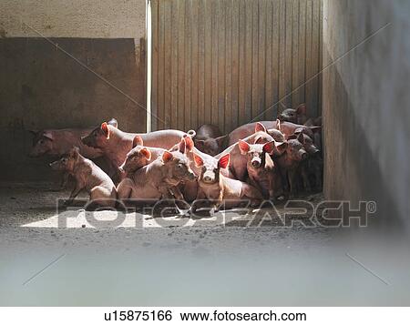 Piglets huddled together in pen View Large Photo Image Stock Photograph - Piglets huddled together in pen. Fotosearch