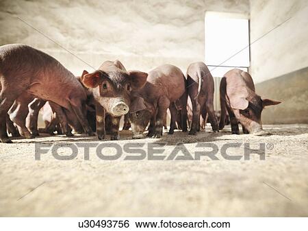 Piglets in pen eating feed View Large Photo Image Stock Photograph - Piglets in pen eating feed. Fotosearch