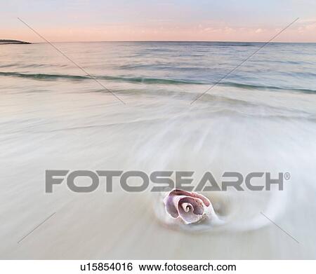 Pink conch shell on beach, blurred water View Large Photo Image Stock Photograph - Pink conch shell on beach, blurred water. Fotosearch