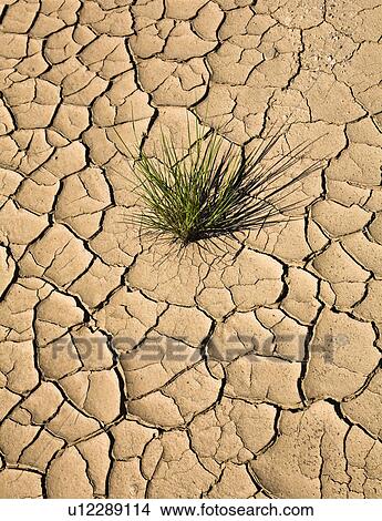 Plant growing in cracked, dry earth View Large Photo Image Picture - Plant growing in cracked, dry earth. Fotosearch