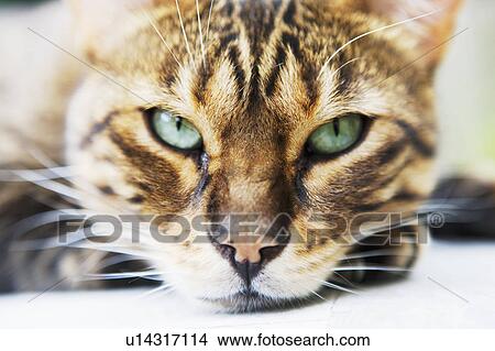 Portrait of a cat View Large Photo Image Picture - Portrait of a cat. Fotosearch
