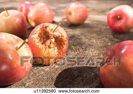 Rotten Apple View Large Photo Image Stock Image - Rotten Apple. Fotosearch