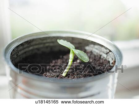 Seedling in can View Large Photo Image Stock Photography - Seedling in can. Fotosearch