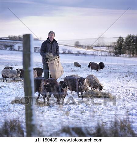Stock Photo - Shepherd In Field With Sheep & Snow. Fotosearch
