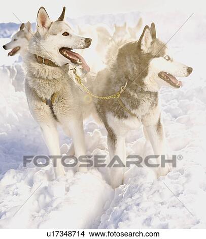 Picture - Siberian huskies. Fotosearch