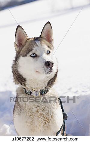 Stock Image - Siberian husky. Fotosearch
