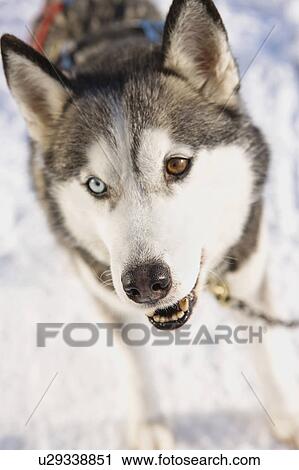 Stock Image - Siberian husky. Fotosearch