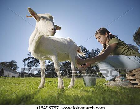 Teenagers milking a white goat View Large Photo Image Stock Photo - Teenagers milking a white goat. Fotosearch