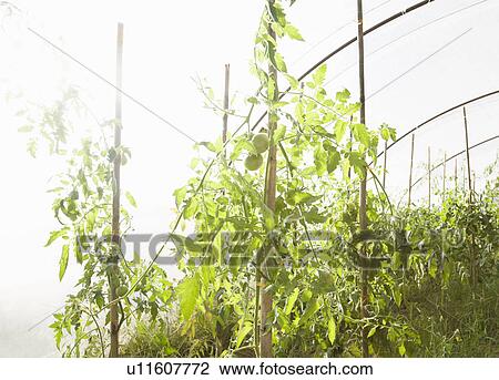 Tomato Plant in Green house View Large Photo Image Stock Image - Tomato Plant in Green house. Fotosearch
