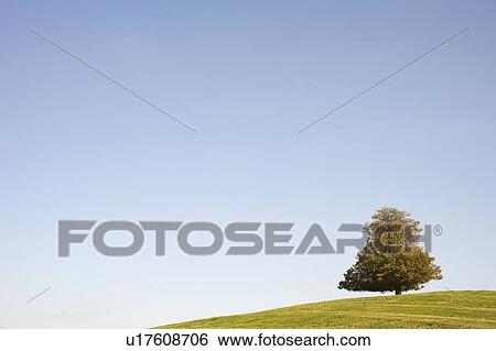 Stock Photograph - Tree in autumn. Fotosearch